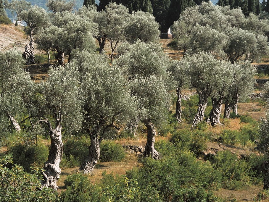 Olive groves in Montenegro (Montenegro Tourist Office)